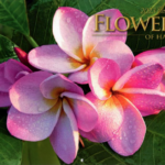 2023 Plumeria Flowers Calendar Pink