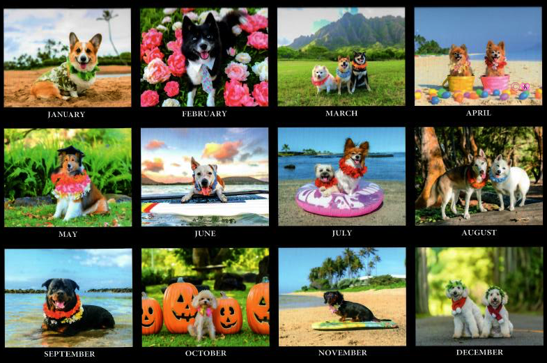 Puppy Dogs Hawaii Calendar 2023