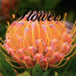 Beautiful Hawaiian Flowers 2023 Calendar